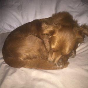 Meet your Posher, Amalin